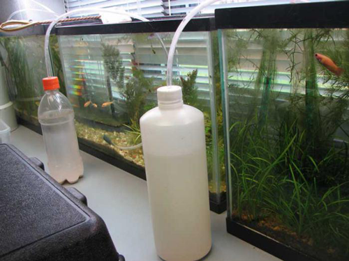 Приготовление бражки для аквариума и подача ее при помощи самодельного устройства