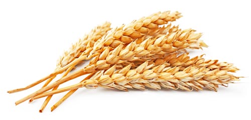 Как сделать вкусную водку из пшеницы в домашних условиях? Ингредиенты, технология, рецепты своими руками