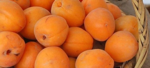Простой рецепт браги для абрикосового самогона
