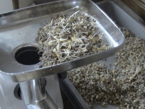 Способы приготовления браги из пшеницы