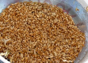 Традиционная бездрожжевая брага на пшенице