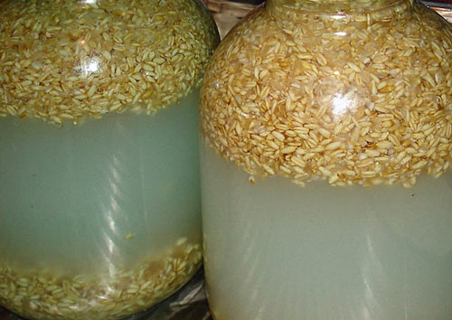 Рецепты приготовления браги на пшенице. Пророщенная пшеница для браги &mdash; пропорции и дрожжи
