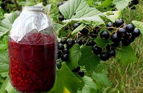 Как сделать вкусное вино из смородины? Пошаговый рецепт самостоятельного приготовления
