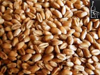 Самогон из пшеницы в домашних условиях
