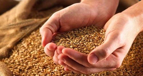 Как приготовить брагу на пшенице