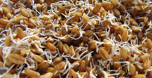 Как сделать самогон из пшеницы в домашних условиях? Пошаговое приготовление без дрожжей и сахара по рецепту