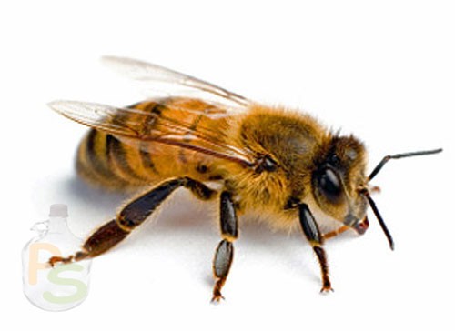 Лечебная настойка на спирту и водке из подмора пчелиного. От чего помогает настой из мертвых пчел?