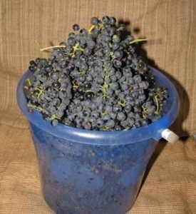 Брага из виноградного жмыха для самогона &mdash; 2 варианта рецептов приготовления