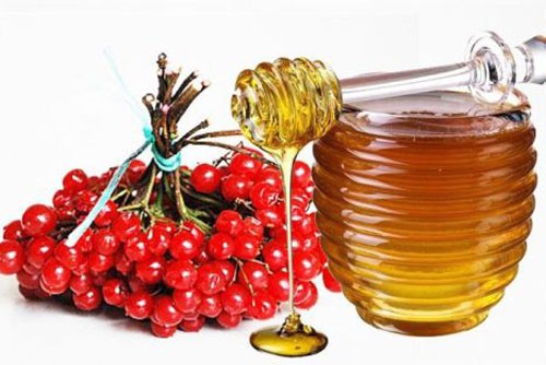 Применение настойки калина от давления. Как приготовить с медом на водке, спирту или коньяке?