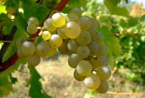 Виноград для вина: лучшие сорта для белого и красного