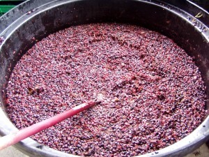 Брага из виноградного жмыха для самогона &mdash; 2 варианта рецептов приготовления