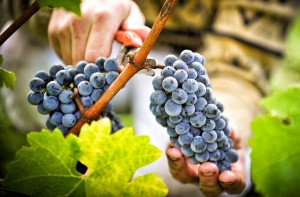 Приготовление домашнего вина из винограда