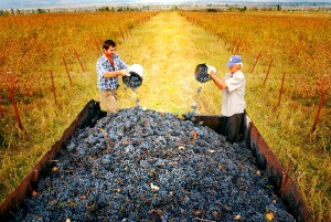 Приготовление сухого домашнего вина из винограда