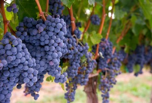 Изготовление виноградного вина дома