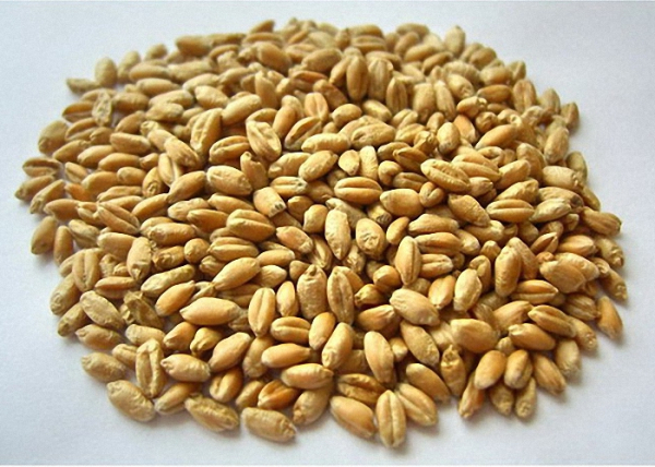 Самогон из пшеницы без дрожжей и сахара рецепт
