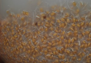 Самогон на пшенице &mdash; простой рецепт приготовления в домашних условиях