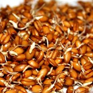 Самогон на пшенице &mdash; простой рецепт приготовления в домашних условиях