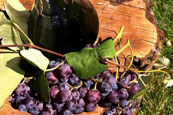 Как сделать вино из красного и белого винограда в домашних условиях &mdash; 10 лучших рецептов