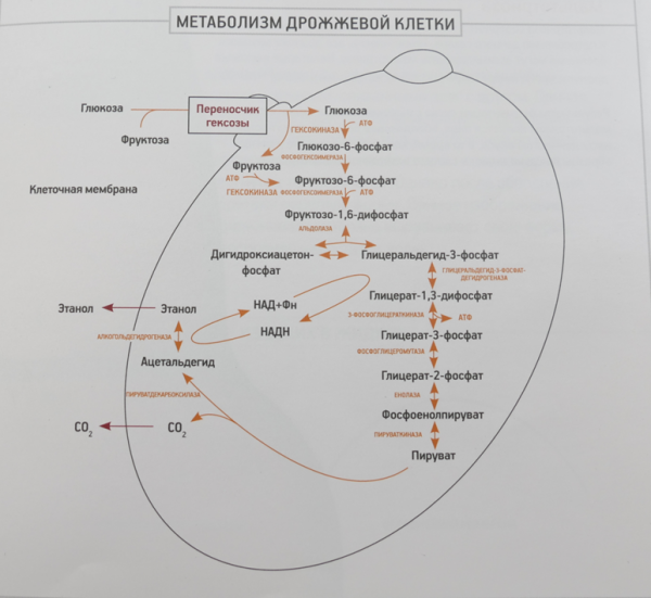 
									Сахарная брага | Подробный рецепт для начинающих								