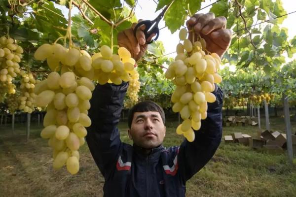 Коньяк Арарат (Ararat) — полный обзор армянского коньяка, виды и описание марок